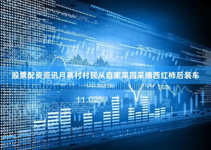 股票配资资讯月寨村村民从自家菜园采摘西红柿后装车